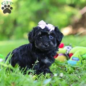 Layla, Havapoo Puppy